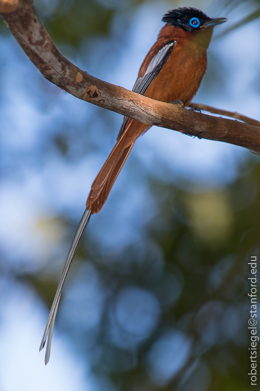 Malagasy paradise flycatcher - Terpsiphone mutata